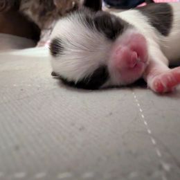 Shih Tzu Puppies from Sweetz Kennelz