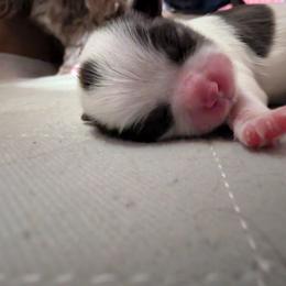 Shih Tzu Puppies from Sweetz Kennelz