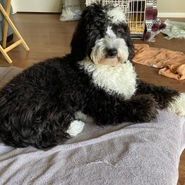 Aussiedoodle and Goldendoodle Puppies from Saddle Hill Farms