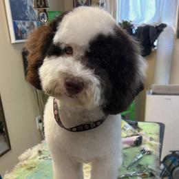 Goldendoodles from Susquehanna Valley Golden Doodles
