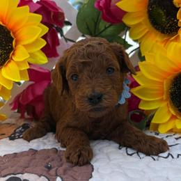 Jenny (Light Blue) - Red  female Goldendoodle puppy in Miami, Florida from Katy's Toy Poodles