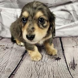 Tatter - Dapple male Dachshund puppy in Anaconda, Montana from Williams Family Dachshunds