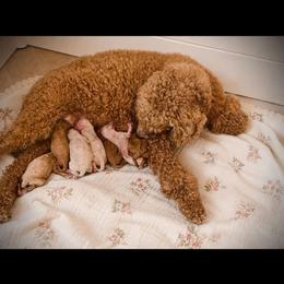 Miniature American Shepherd puppies from Flatrock's Mini American Shepherd's