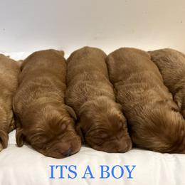 Golden Retriever Puppies from Golden Bunns Retrievers