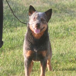 Luke - Australian Cattle Dog