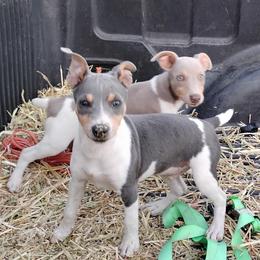 Rat Terrier puppies from Usona Rat Terriers