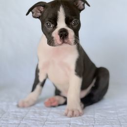 Boston Terrier Puppies from Bluewater Bostons
