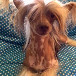 Chinese Crested All Grown Up from Piccadilly Pups