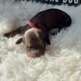 Dachshund and Great Dane Puppies from Florida Mini Dachshunds
