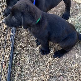 Bobby- green collar - Black Labrador Retriever puppy in Springfield, Missouri from Kellner Labradors
