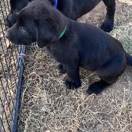 Bobby- green collar - Black Labrador Retriever puppy in Springfield, Missouri from Kellner Labradors