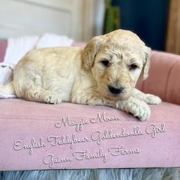 Maggie Moon English Teddybear - Cream female Goldendoodle puppy in Grove, Oklahoma from Guinn Family Farms