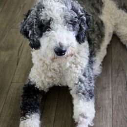 Millie - Labradoodle