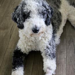 Millie - Labradoodle