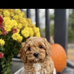 Clove - Red male Cavapoo puppy in Bozrah, Connecticut from Cedar Creek Farm