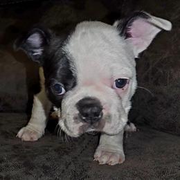 Boy 1 - Black and white male Boston Terrier puppy in Harrodsburg, Kentucky from Joey's Boston Terriers