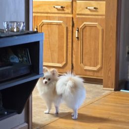 Tommy - Cream male Pomeranian puppy in Meherrin, Virginia from Traveling Poms