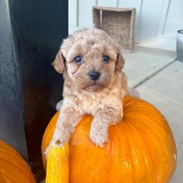 Bella - Parti female Poodle puppy in Utica, Ohio from Poodle Me Crazy