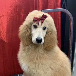 Poodles from Two Heart Kennel