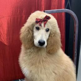 Poodles from Two Heart Kennel