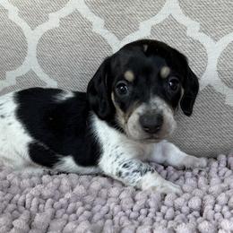 AKC Boy 1 - Black and cream male Dachshund puppy in Joshua Tree, California from Desert Dreams Ranch
