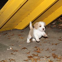 Beagle Puppies from Copper Sky Beagles