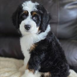 Waffle - Tri-color male Bernedoodle puppy in Mc Gaheysville, Virginia from Doting Doodles