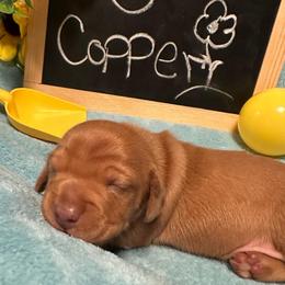Copper - Red male Dachshund puppy in Oscoda, Michigan from Northland Dachshunds