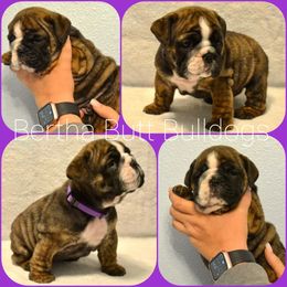 Bulldog Puppies from Bertha Butt Bulldogs