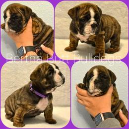 Bulldog Puppies from Bertha Butt Bulldogs