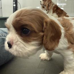 Brick - Blenheim male Cavalier King Charles Spaniel puppy in Richmond, Virginia from Dream it Cavs