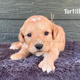 Tortilla - Cream female Goldendoodle puppy in Lancaster, Minnesota from North Star Dog Training