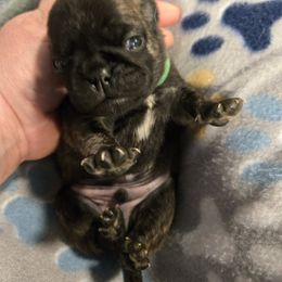 Boy 2 - Brindle male Pug puppy in Auburn, Kentucky from Prentice Family Pugs, Bugs & Corgis