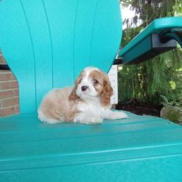Watson - male Cavapoochon puppy in Fredericksburg, Ohio from Timshell Farm: Specialty Crossbreed Puppies