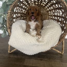 Goldendoodle Puppies from Life_on. Paws