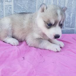 Honey - Gray and white female Siberian Husky puppy in Mccool Junction, Nebraska from Sininger Lagoon