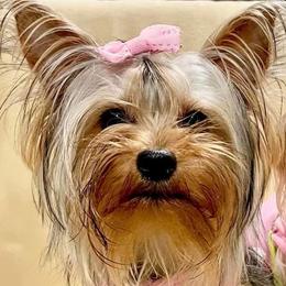 Noah - Yorkshire Terrier