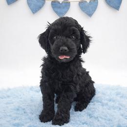Blue - Black male Goldendoodle puppy in Byron, Georgia from Southern Olive Doodles 🫒
