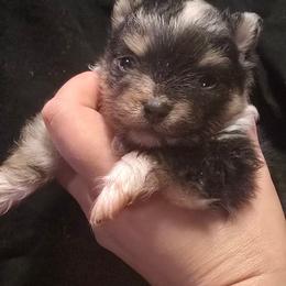 Merle large - Blue merle male Pomeranian puppy in Bloomingdale, New Jersey from Bella Luna Pomeranians