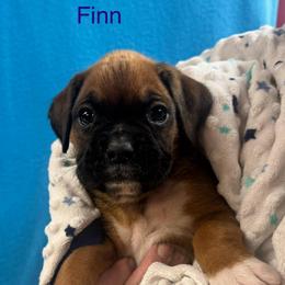 Finn - Fawn male Boxer puppy in Elyria, Ohio from Just-A-Wyn Boxers