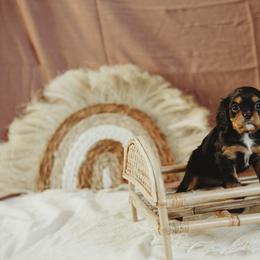 Cavalier King Charles Spaniel and Cavapoo Puppies from The Cav Family