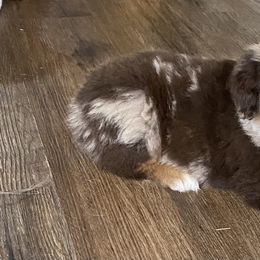 Miniature Australian Shepherd and Toy Australian Shepherd Puppies from Bar IV Aussies