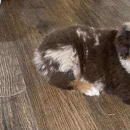 Miniature Australian Shepherd and Toy Australian Shepherd Puppies from Bar IV Aussies