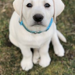 Labrador Retriever Puppies from Saddle Creek West