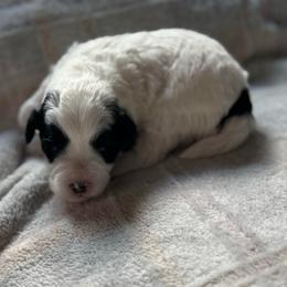 Panda - Brown and white female Bernedoodle puppy in Gainesville, Florida from Alyssa Xxweetdoodles