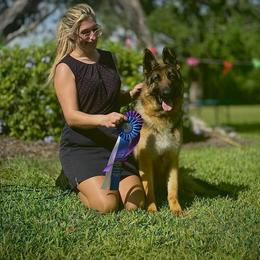 Ruby - German Shepherd