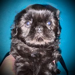 Shih Tzu Puppies from T-Amore Shih Tzu