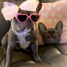 French Bulldogs from Ohanas Frenchies