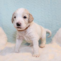 Max - Parti male Goldendoodle puppy in Cherry Creek, New York from Doodles Pups of NY