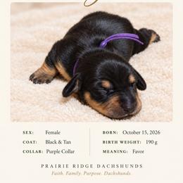 Gracie - Black and tan female Dachshund puppy in Firesteel, South Dakota from Prairie Ridge Dachshunds